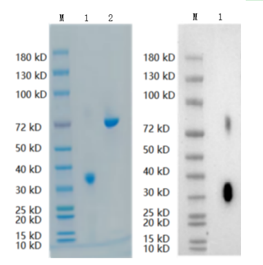 Reducing 4%-20% SDS-PAGE (CBB stained) and WB (Anti-His Mouse Monoclonal antibody) analysis profiles of purified IgA1.
1. IgA1: 1 μg
2. BSA: 1 μg